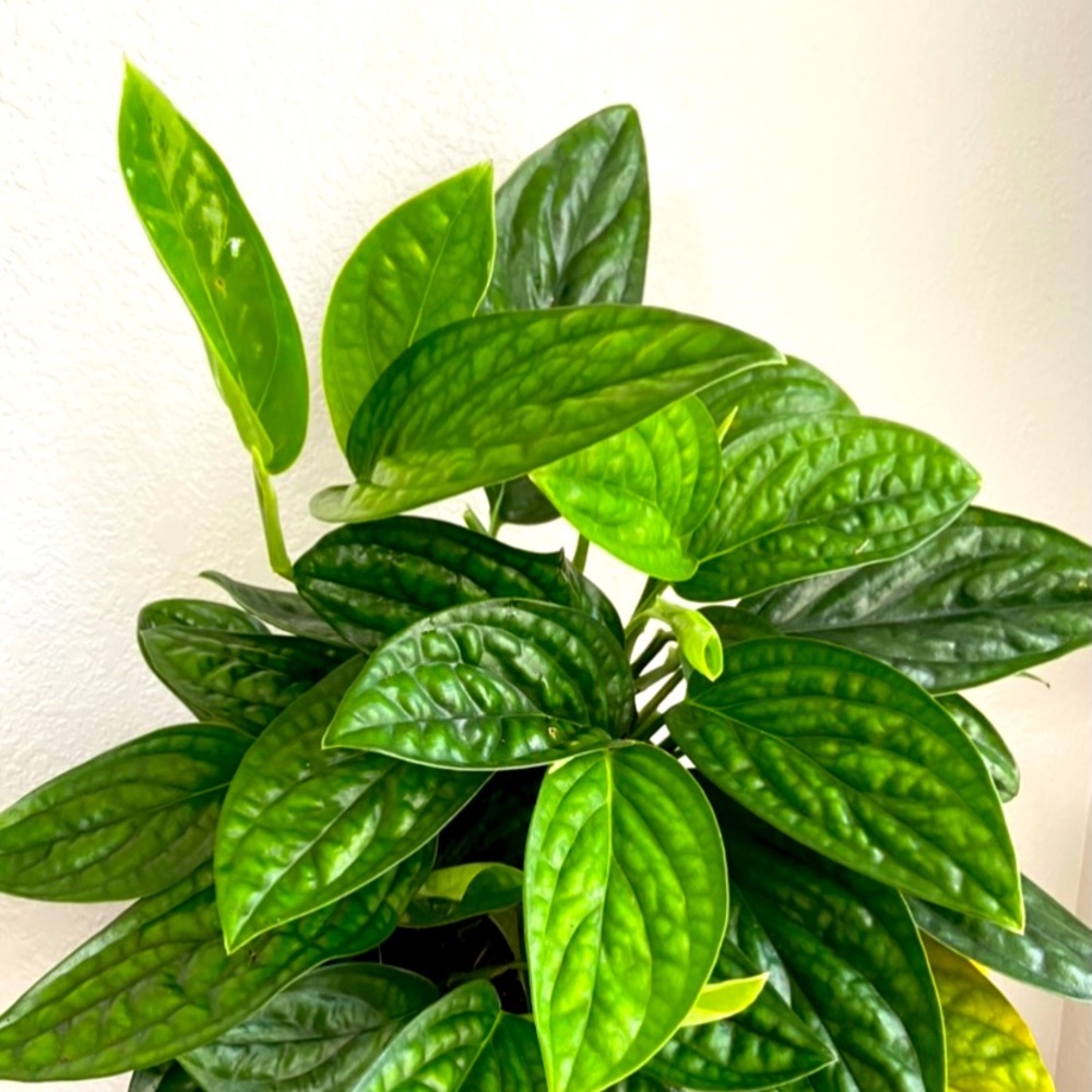 Meet your Posher, Janeth